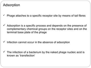 Bacteriophage Ppt