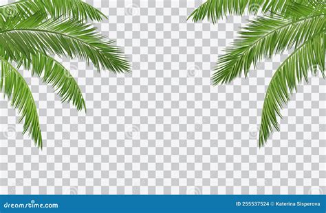 Vector Realistic Palm Leaves Border Isolated On Transparent Background