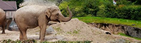 Asian elephant at Belfast Zoo