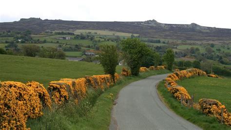 NZ Folk Song * Big Yellow Paddock of Gorse