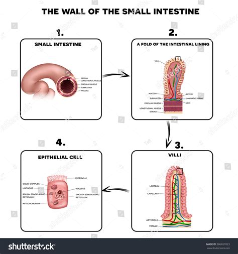 Small Intestine Wall Anatomy Fold Intestinal Stock Vector Royalty Free