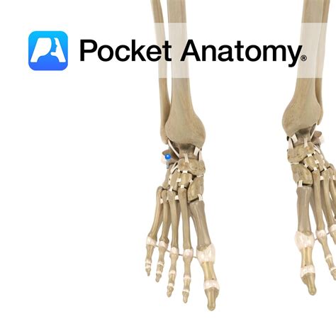 Dorsal Calcaneocuboid Ligament Pocket Anatomy