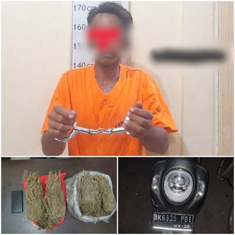 Jual Narkoba Kepada Polisi Bandar Asal Langkat Diciduk 2 Kg Ganja