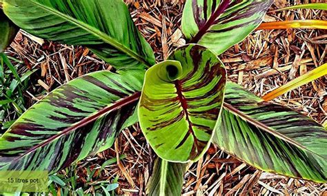 Musa Sikkimensis Red Tiger Garden Plants Online