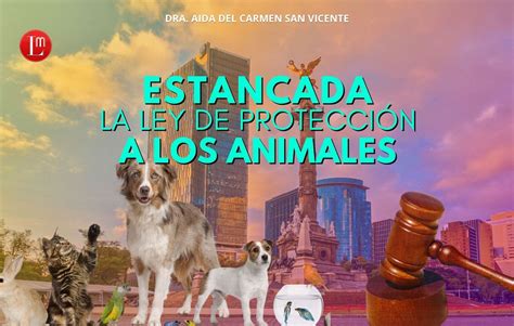 La Ley De Protección A Los Animales Sin Avances Indice Político