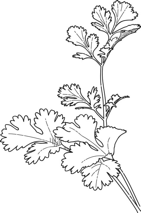 cilantro Google Search Páginas para colorir Desenho de plantas