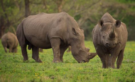 Wildlife Zones Introduced To Project Rhino Greeneconomy Media