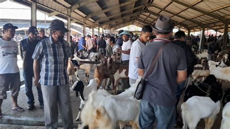 Jelang Idul Adha Kemarin Harga Kambing Naik Hingga Rp 500 Ribu