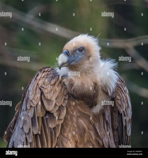 Griffon Vulture Gyps Fulvus Vulture Stock Photo Alamy