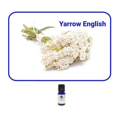 Yarrow English Essential Oil - Essentially Grateful