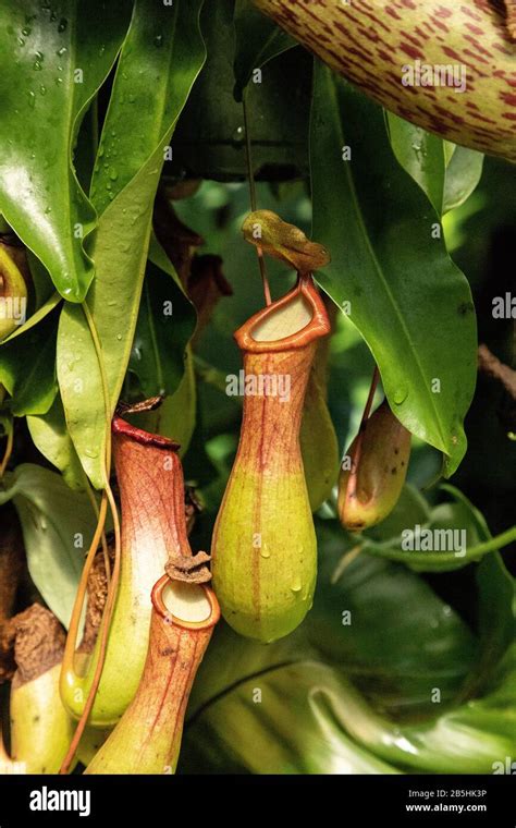 Carnivorous Pitcher Plant Nepenthes Ventricosa Is Found In The