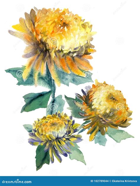 Watercolor Bouquet Of Chrysanthemum Stock Illustration Illustration