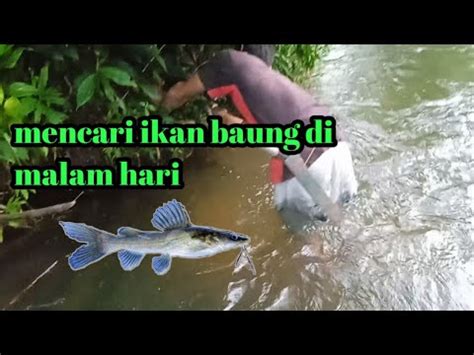 Mencari Ikan Baung Kalimantan YouTube