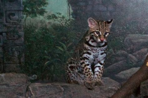 12 Facts About the Beautiful Ocelot Cat | Leszer