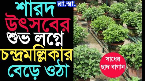 চন্দ্রমল্লিকা ফুল গাছ শারদীয়ার শুভ লগ্নে। Chrysanthemum Flower Plants