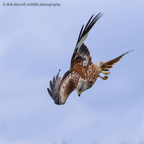 Red Kite Dumfries And Galloway Scotland Bob Hurrell Wildlife