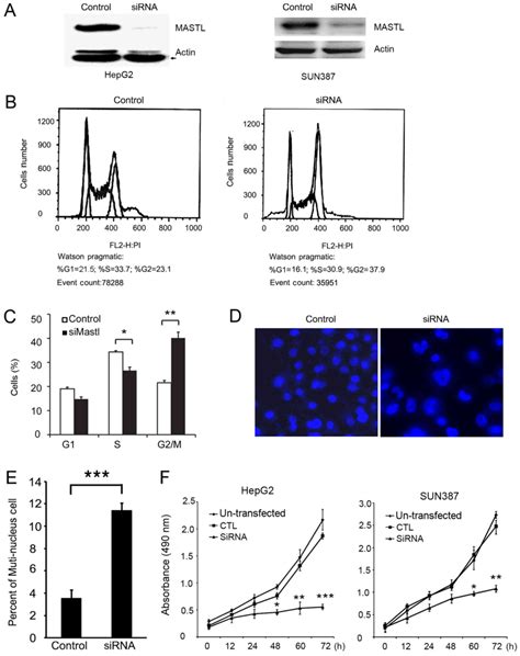 Inflammatory Cytokine‑induced Expression Of Mastl Is Involved In