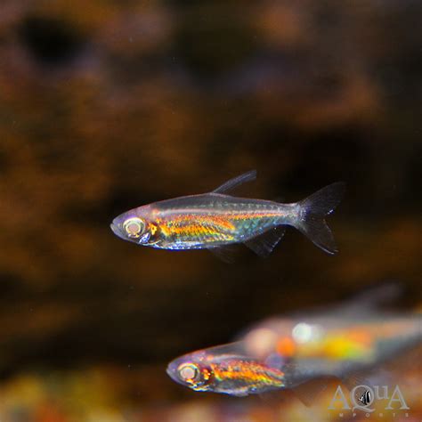 Albino Congo Tetra Phenacogrammus Interruptus Aqua Imports