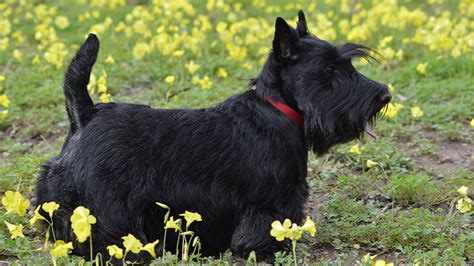 Scottish Terrier Training Guide | Our Deer