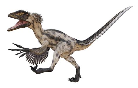 Deinonychus Facts Extinct Animals Of The World