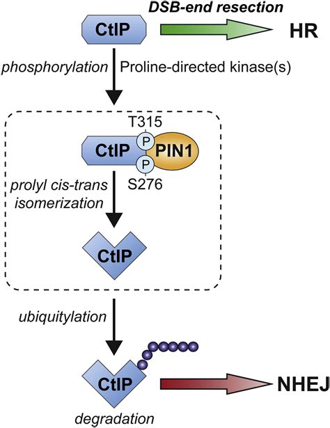 Prolyl Isomerase Pin Regulates Dna Double Strand Break Repair By