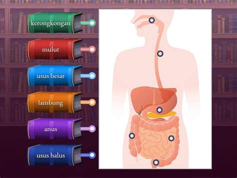 Organ Pencernaan Manusia Labelled Diagram