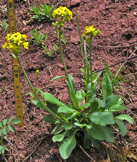 Southwest Colorado Wildflowers Senecio Wootonii