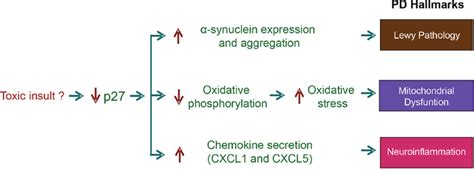 Role of p27 Kip1 as a transcriptional regulator | Oncotarget 