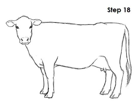 How To Draw A Cow Video And Step By Step Pictures