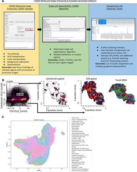 Processing Of Codex Multiparameter Imaging Data A The Image Analysis