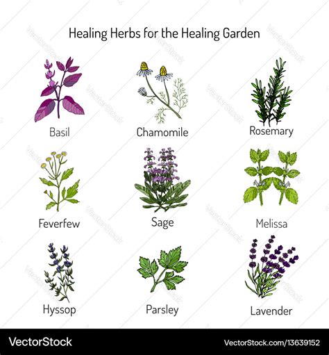 Healing Herbs Set Royalty Free Vector Image Vectorstock