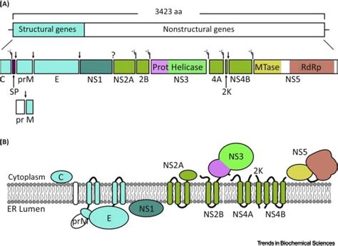 Structural Biology Of The Zika Virus Trends In Biochemical Sciences