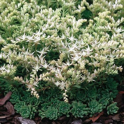 Sedum Cliff Stonecrop Succulent Seeds Sedum Glaucophyllum 50seeds Etsy