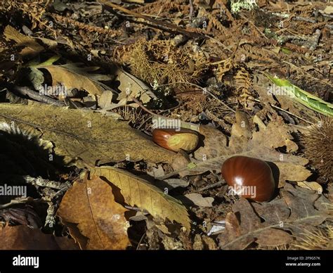 Chestnuts From El Pielago Forest Of Hinojosa De San Vicente Toledo