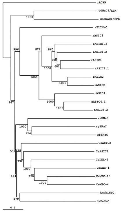 Phylogenetic Tree Of Amphinac And Deg Nac Proteins Phylogenetic