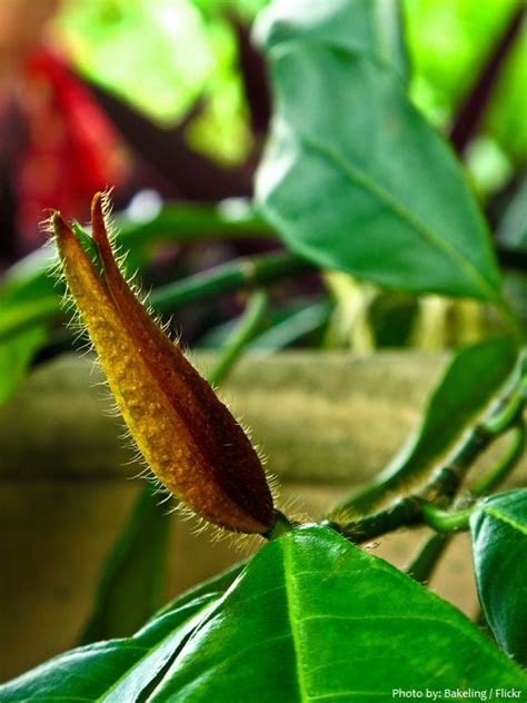 jackfruit flower | Just Fun Facts