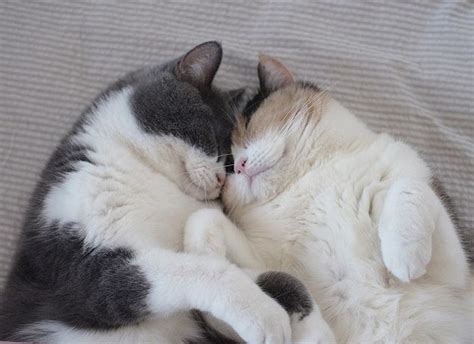 Cuddling Brings Us All Closer Together” 2 Cats Who Know The Secret