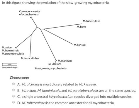 [Solved] In this figure showing the evolution of the slow-growing ... 