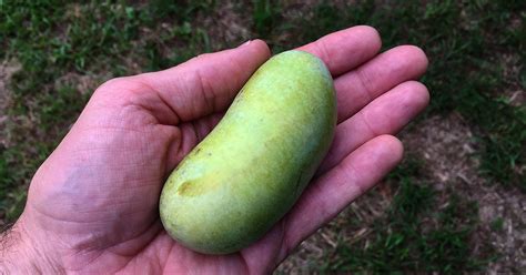 You Can Eat Paw Paw Fruit