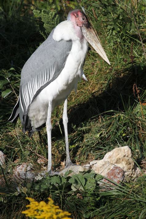 Marabu - Tier-fotos.eu