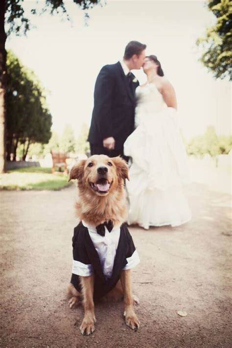 C Mo Incluir A Tu Mascota En La Celebraci N De Tu Matrimonio