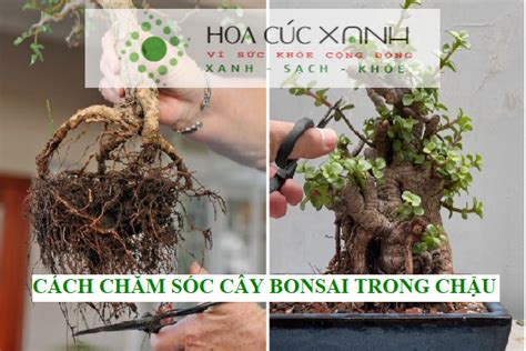 Cách chăm sóc cây bonsai trong chậu đúng kỹ thuật – Hoacucxanh.com – ăn XANH uống SẠCH sống KHỎE ...