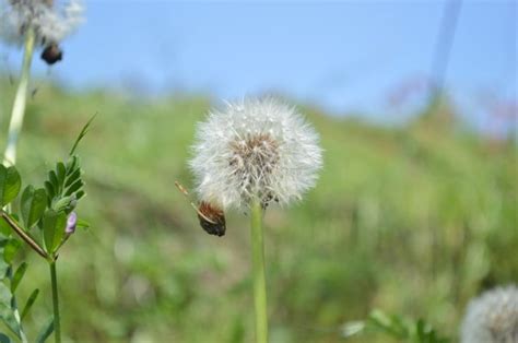 Kostenlose foto Natur Gras Feld Wiese Prärie Blume lila Insekt