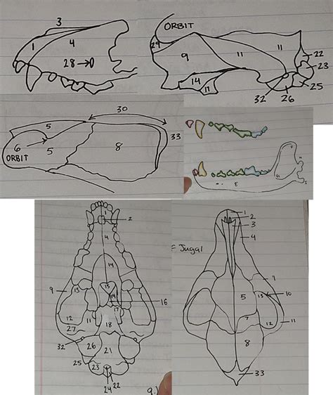 Lab Practical - Coyote Skull Diagram | Quizlet