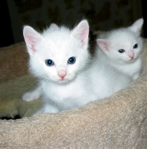 Arriba 105 Foto Gatitos Bebes Blancos Con Ojos Azules Mirada Tensa