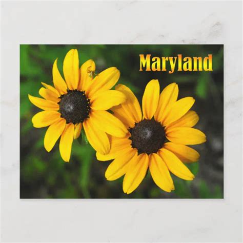 Maryland State Flower Black Eyed Susan Postcard Zazzle