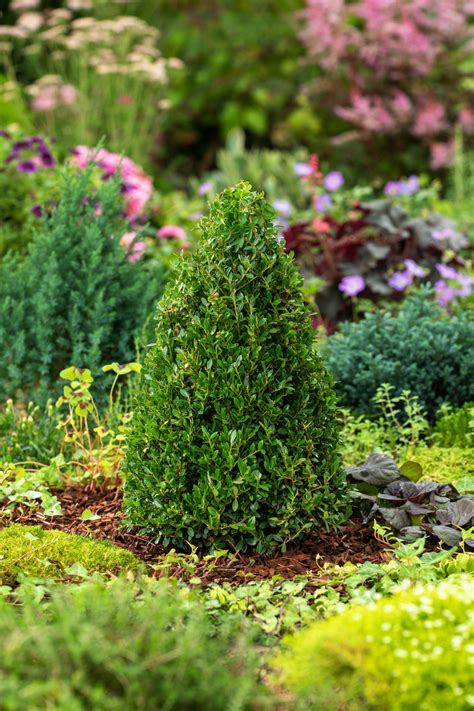 Ilex Crenata Japanese Holly Pyramid Garden Plant ⌀21cm Height