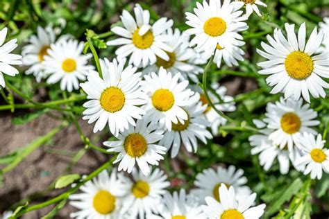 Transparent raindrops on the petals of a chamomile flower close up ...