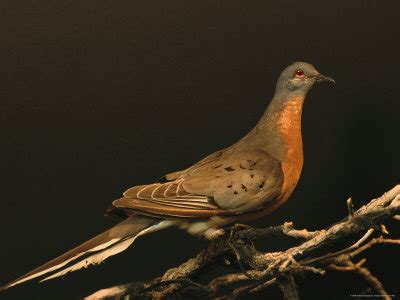 Passenger Pigeon Facts – Passenger Pigeon Habitat & Diet