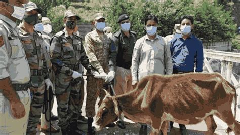 भारतीय सेना ने एक बार फिर दिखाई दरियादिली Loc क्रॉस कर सीमा में आई गाय